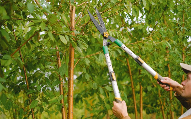 Tree trimming in Trenton, AL